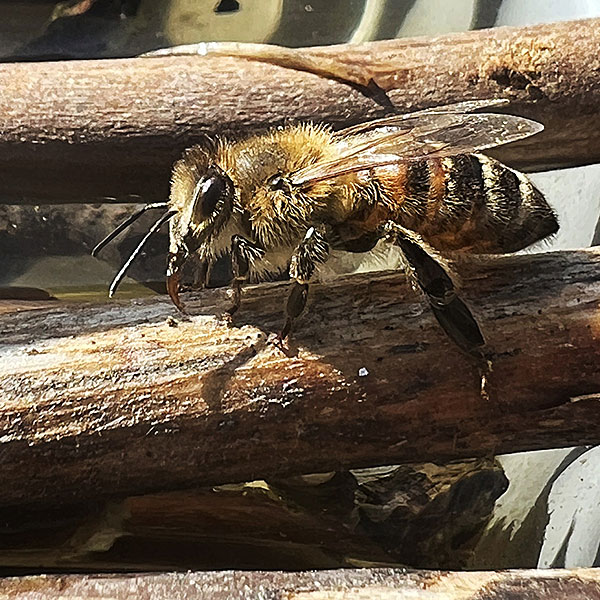 Bienen im Holz