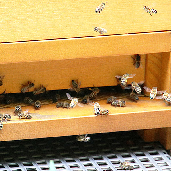 Bienen im Anflug